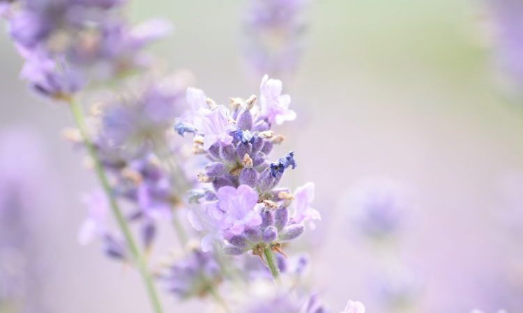 cropped-lavender-1889141_1280-1.jpg
